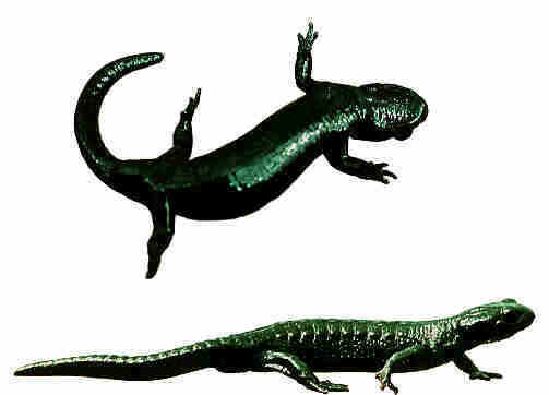 Alpensalamander