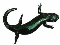 Alpensalamander