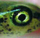 Auge der Kammmolchlarve