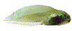 quappelx.gif (20699 Byte)