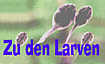 Larven