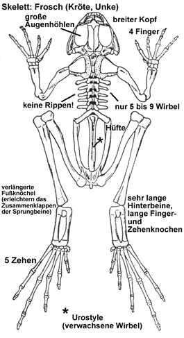 Frösche, Kröten und Unken